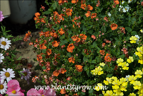 A combination of Nemesia Flirtation orange and yellow and white Sunsation Nemesia.
